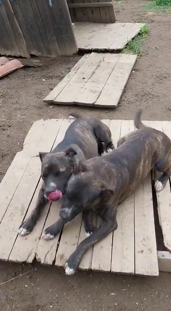 Gemma e Giada sorelline vivaci e allegrotte Foto 2